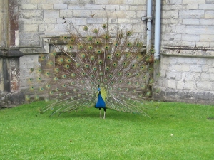 Peacock displaying 2 24.04.05